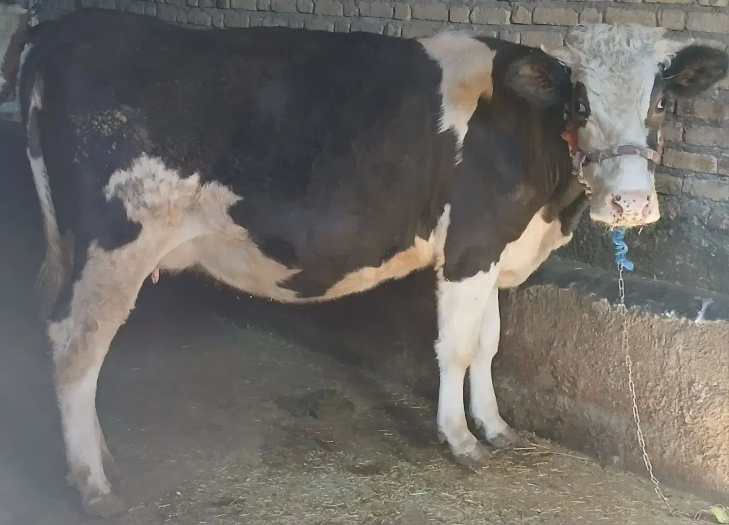 دو راس گاو ابستن جوان|حیوانات مزرعه|باوله, |دیوار