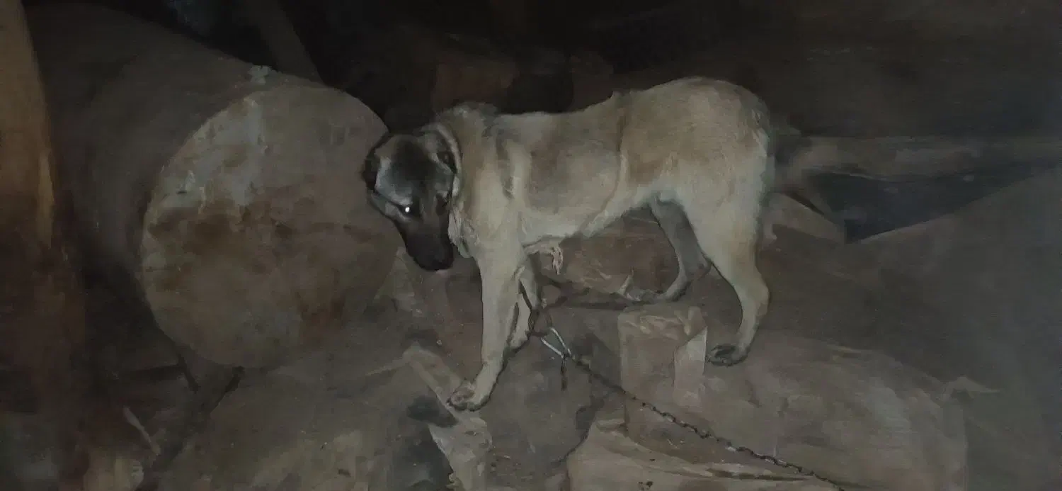 سگ نگهبان جوان|سگ|زنجان, |دیوار