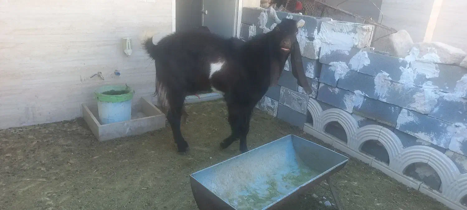 فروش یک راس چبش پاکستانی|حیوانات مزرعه|جهرم, |دیوار