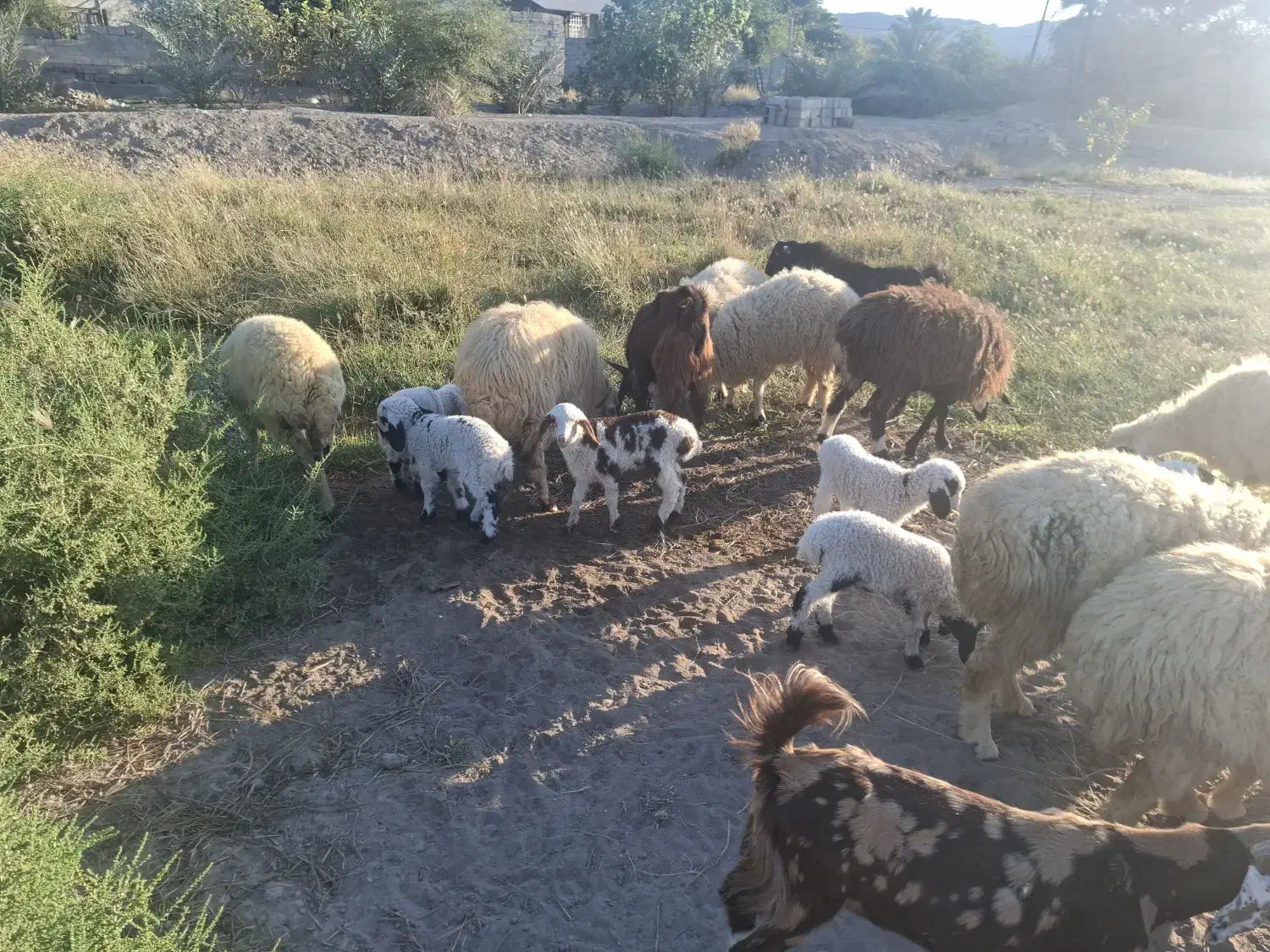 میش زایده|حیوانات مزرعه|میناب, |دیوار