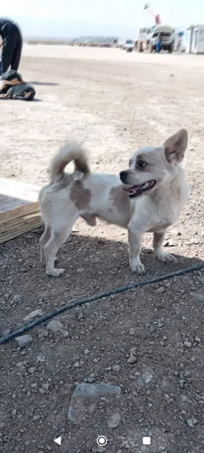 گم شده|سگ|ساوه, |دیوار