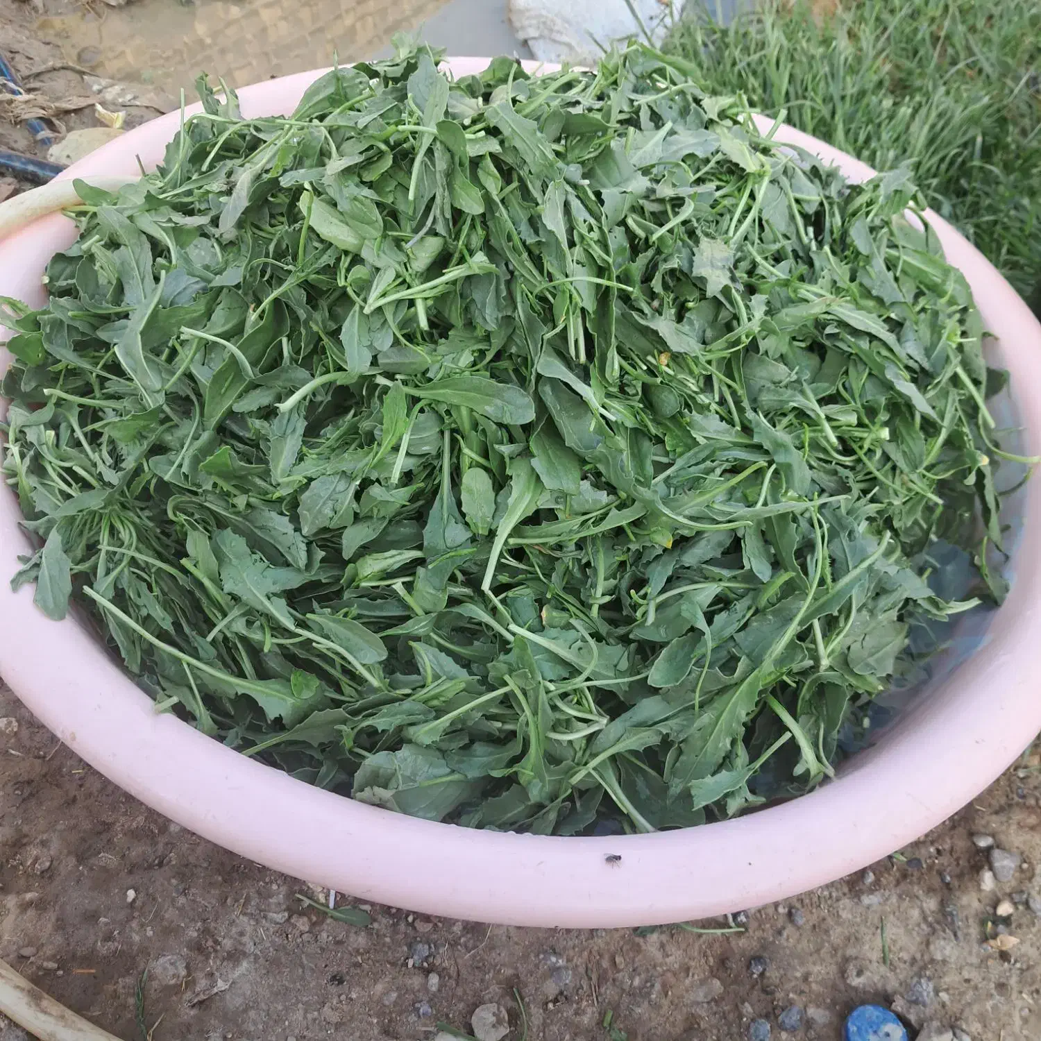 بورک باسوزی زابلی|خوردنی و آشامیدنی|زابل, |دیوار