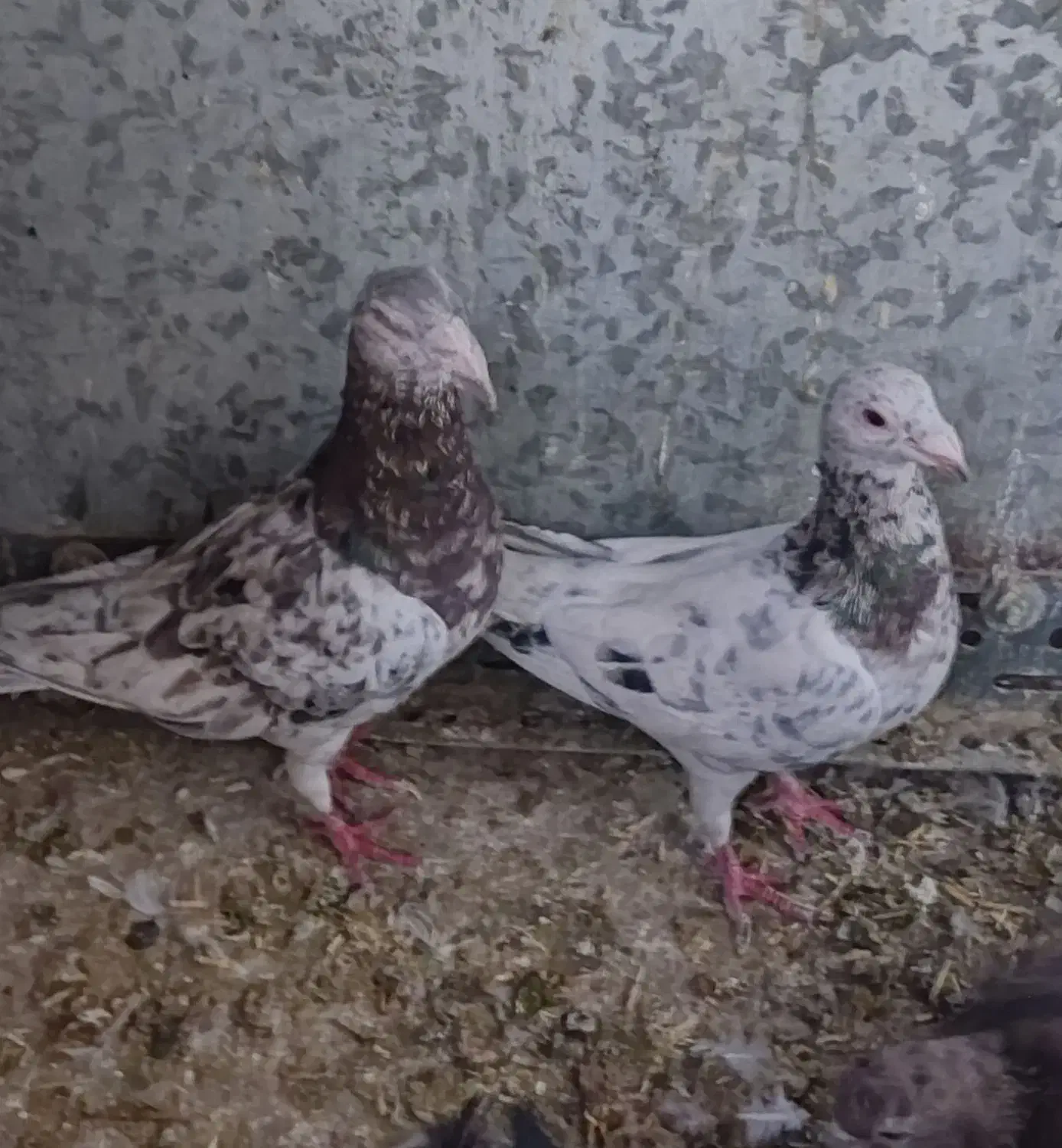 نامور|پرنده|لالجین, |دیوار