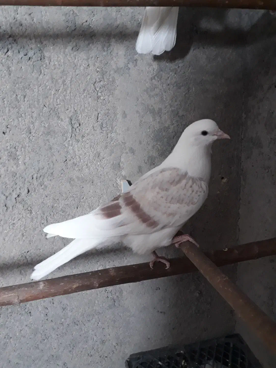 جوجه کفتر|پرنده|قم, بلوار امین و ساحلی|دیوار