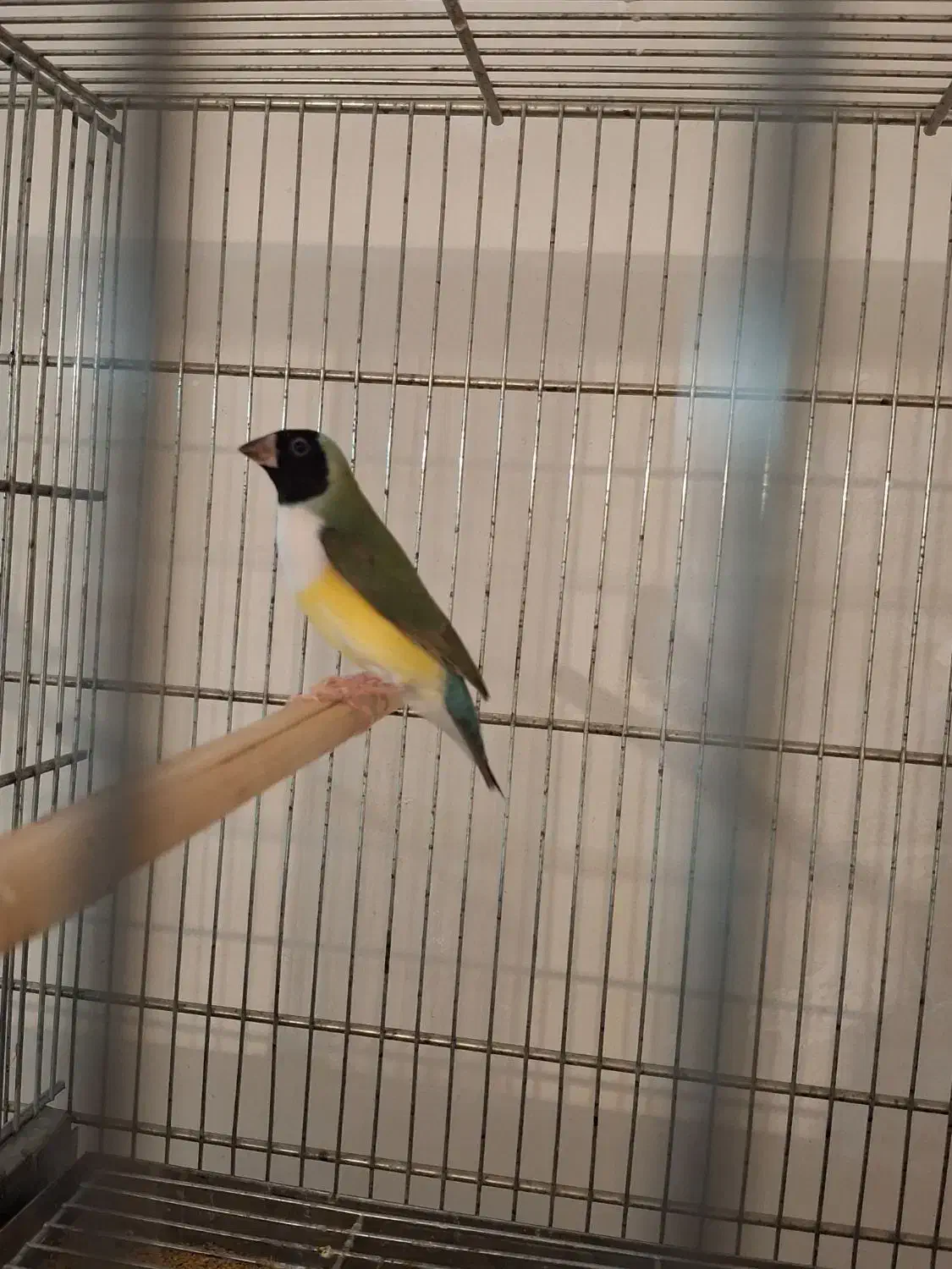 عروس هلندی/فنچ/قناری|پرنده|بهار, |دیوار