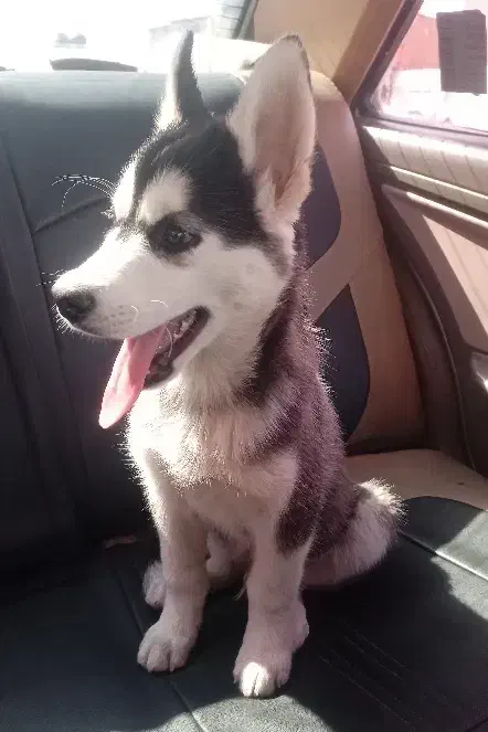 سگ هاسکی|سگ|فولادشهر, C4|دیوار