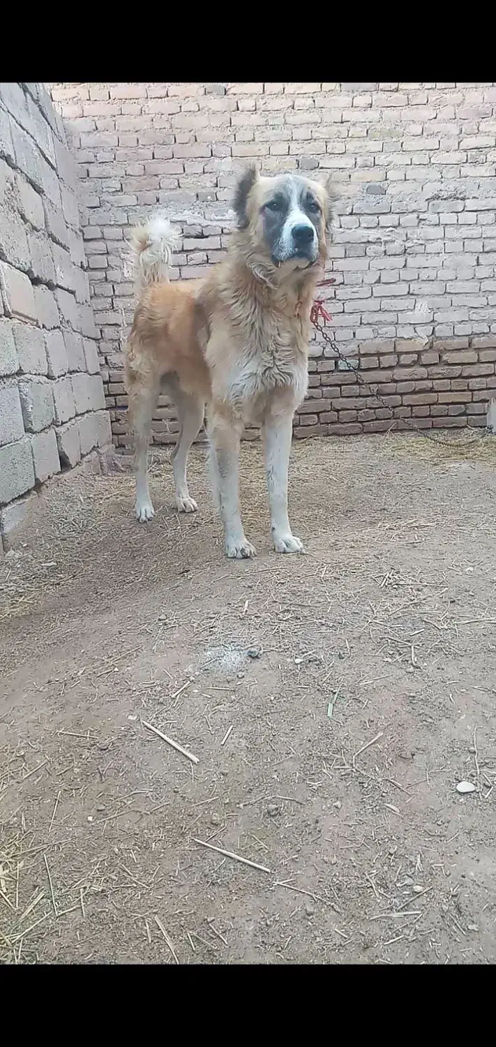 سگ سرابی|سگ|تبریز, |دیوار