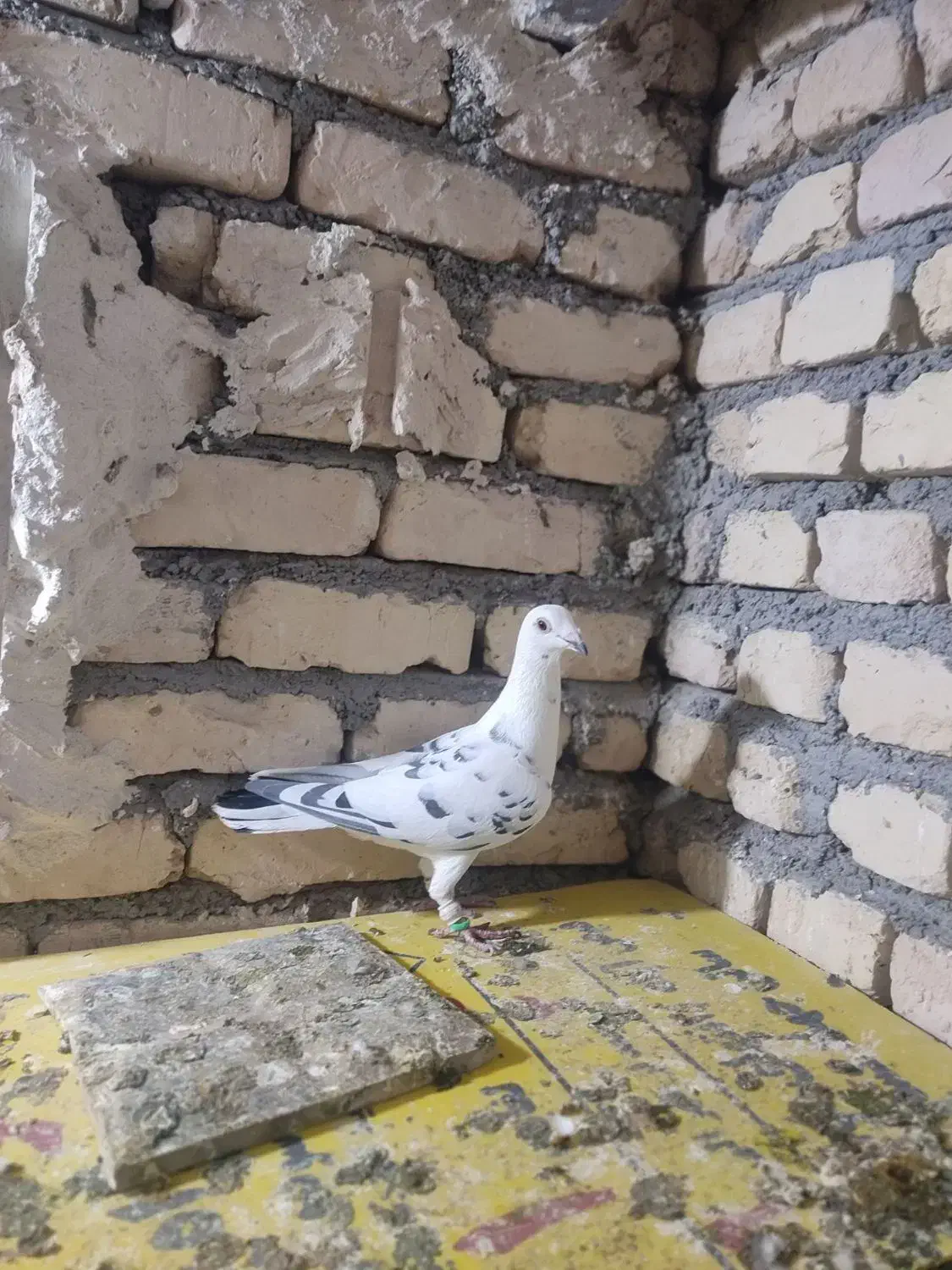 سوسکی ساده کویتی|پرنده|مه ولات, |دیوار