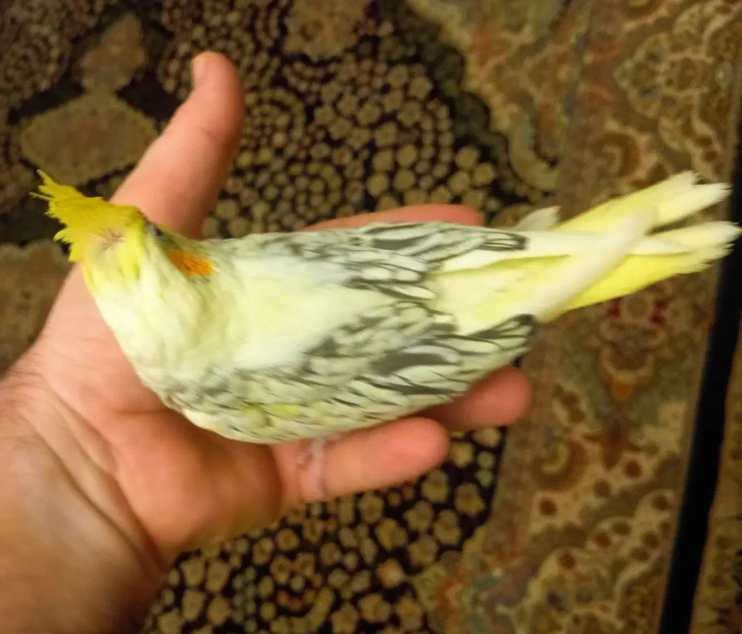 جوجه عروس هلندی لوتینوزعفرونی دوکت وتک خال|پرنده|شیراز, گویم|دیوار