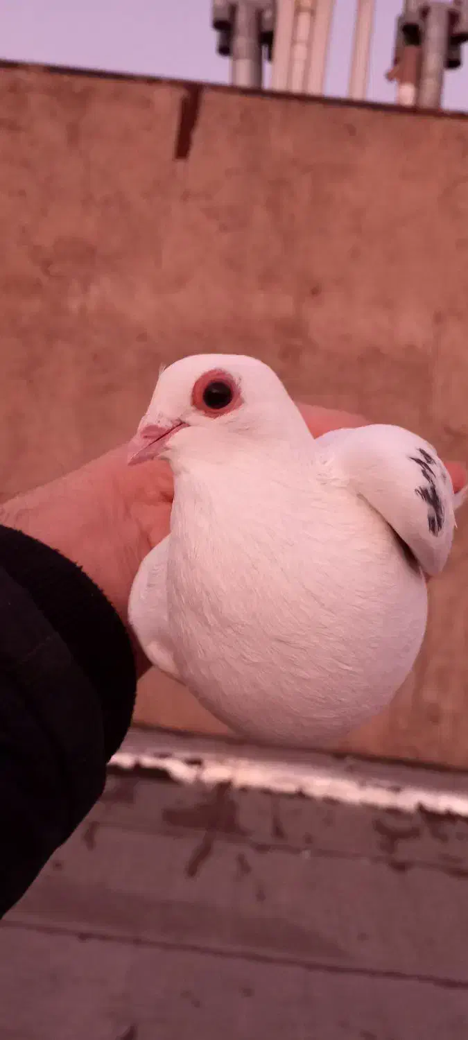 کبوتر|پرنده|تبریز, |دیوار