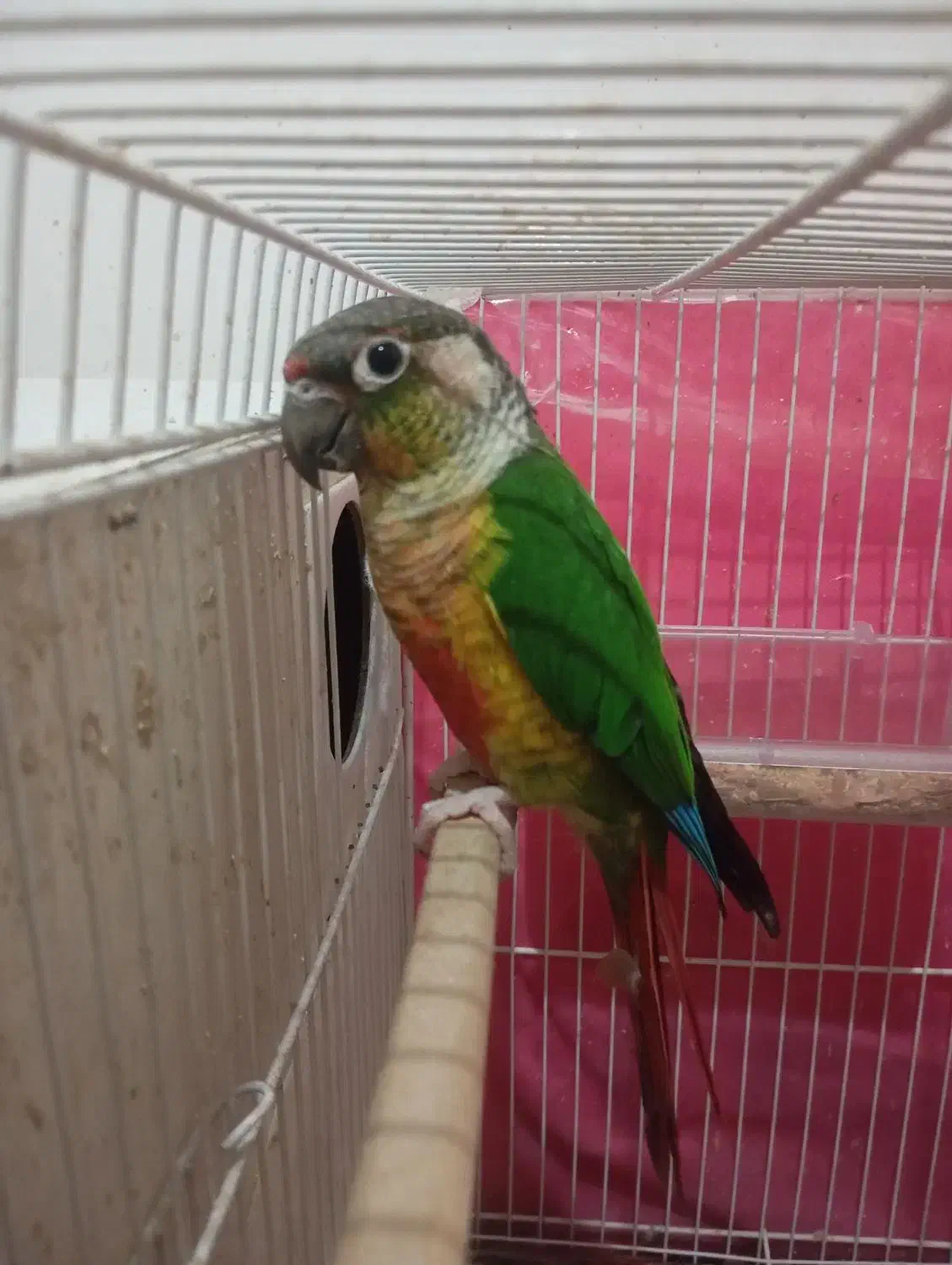 یک جفت گرینچیک مولد سرحال|پرنده|رضویه, |دیوار