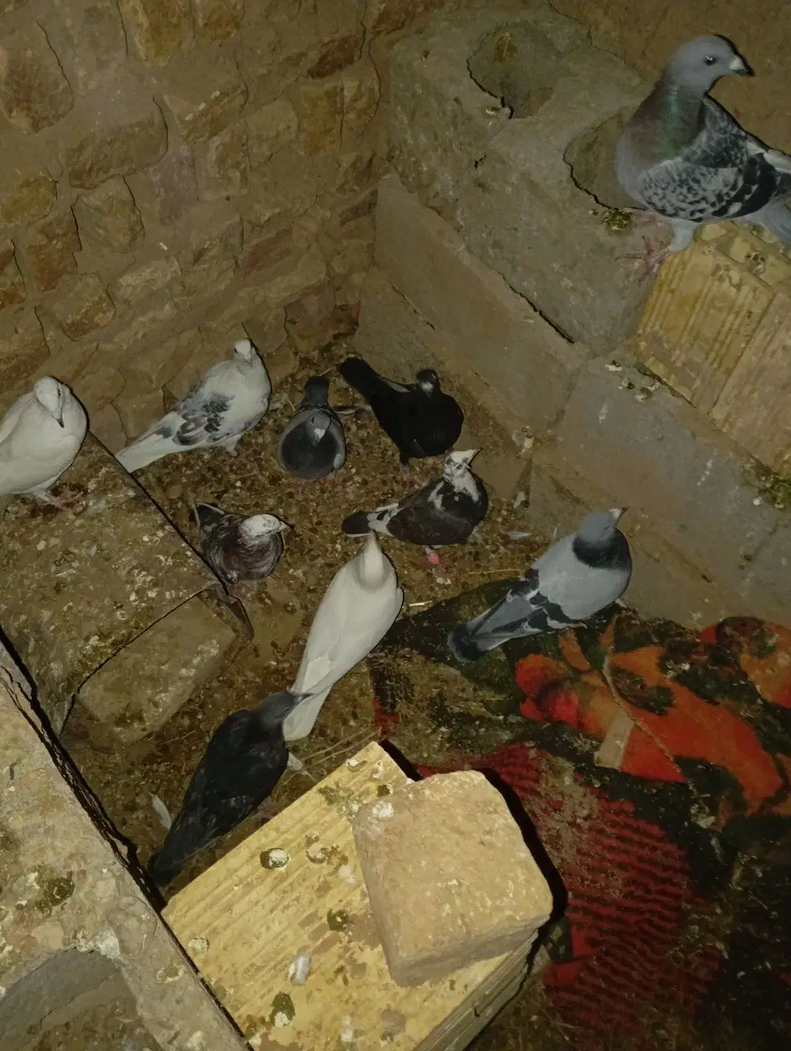 کفتر|پرنده|قائن, |دیوار