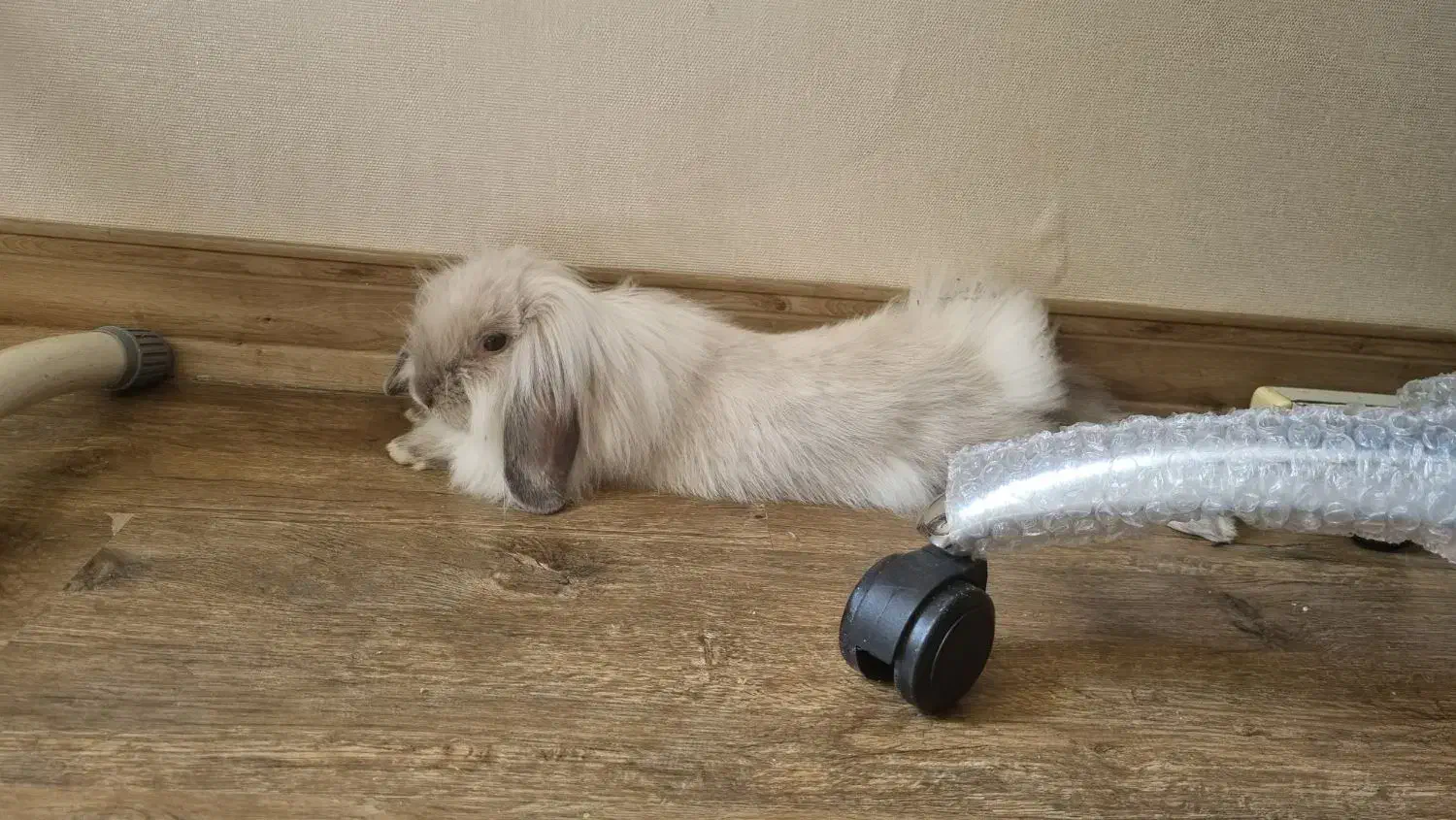 خرگوش گم شده|حیوانات|شیراز, گلشن|دیوار