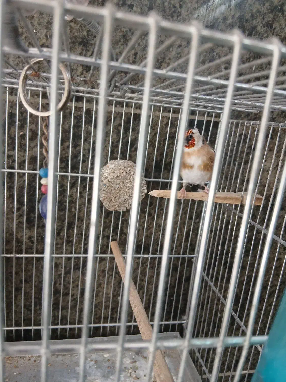 سلام یک جفت سهره رام به شرط|پرنده|قدس, شهرقدس|دیوار