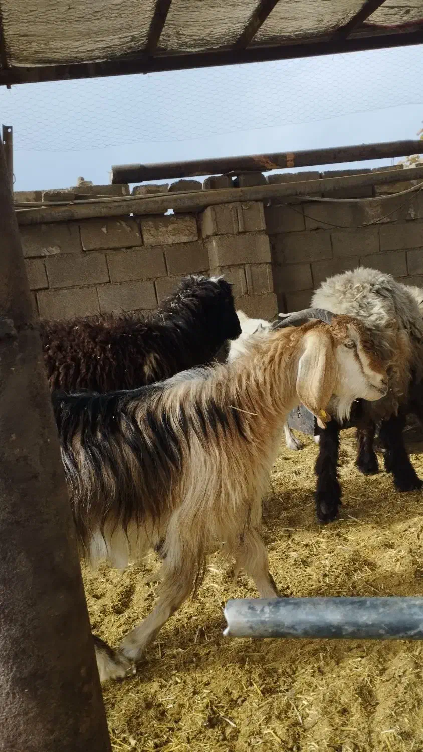 گوشت کهره|خوردنی و آشامیدنی|دهدشت, |دیوار