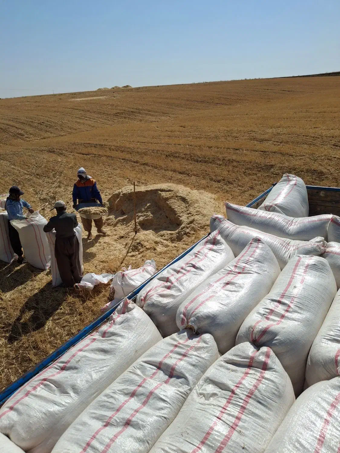 کاه نیشکر|خدمات باغبانی و درختکاری|کاشان, باغ فین|دیوار