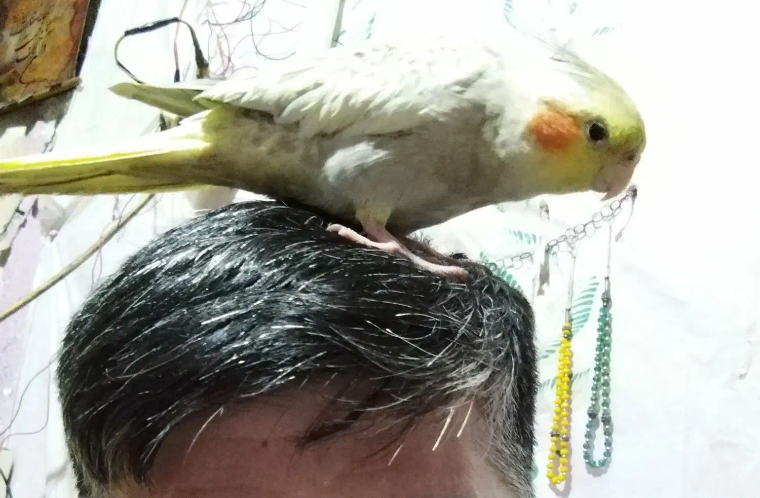 عروس هلندی نر 4 ماهه معاوضه و فروش|پرنده|تهران, مینابی|دیوار