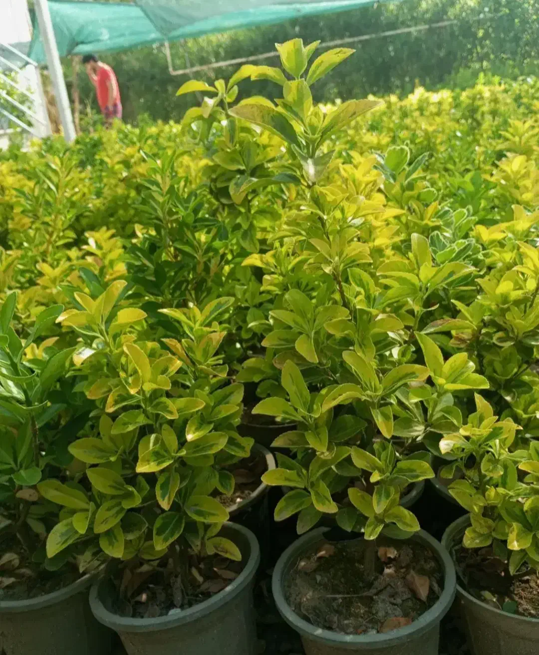 نهال های سرسبز داخل گلدان شمشاد مناسب باغ شهری ها|خدمات باغبانی و درختکاری|شیراز, دروازه اصفهان|دیوار