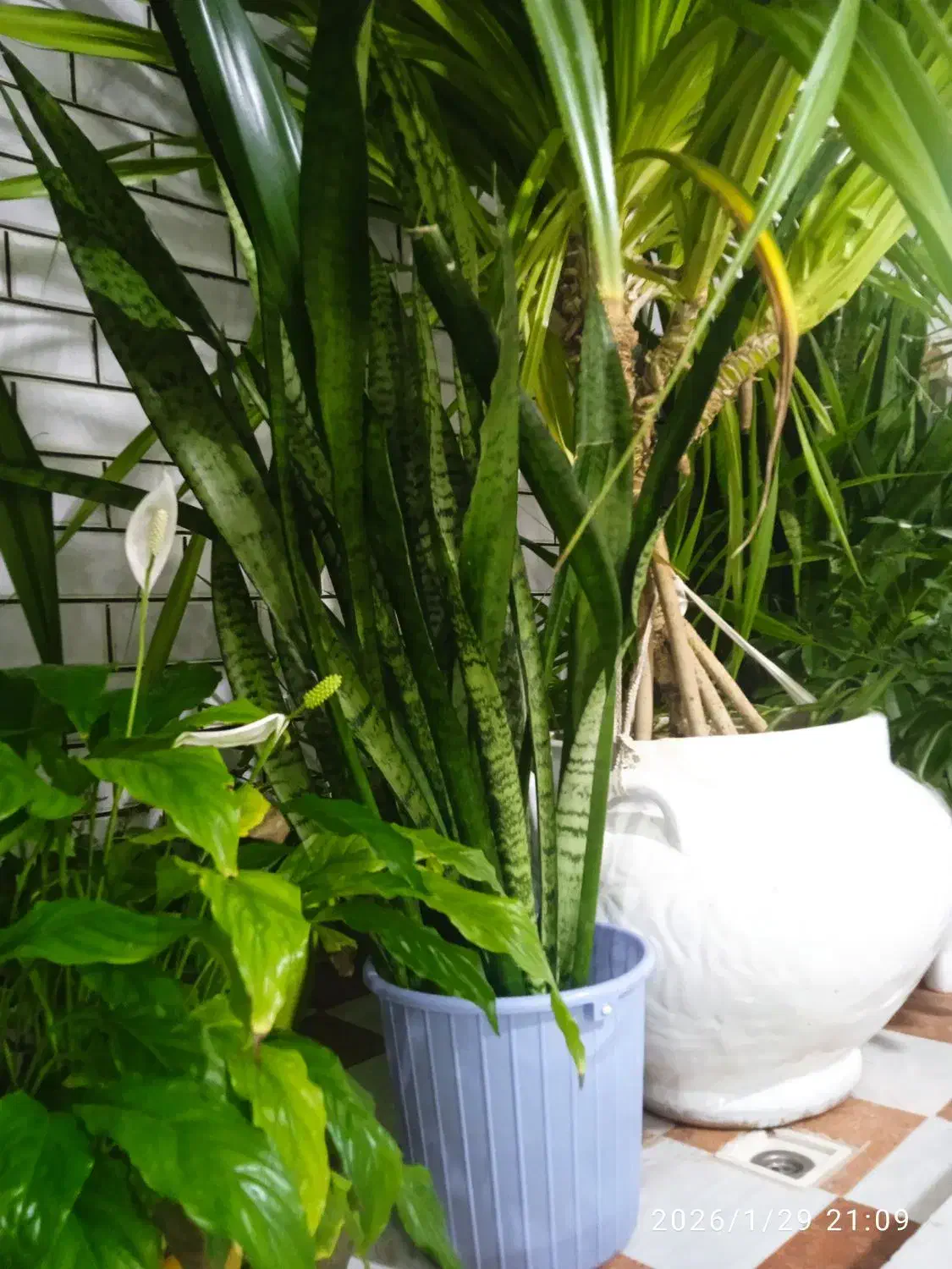 گل سنسوریا ( شمشیری )|گل و گیاه طبیعی|خرمآباد, |دیوار