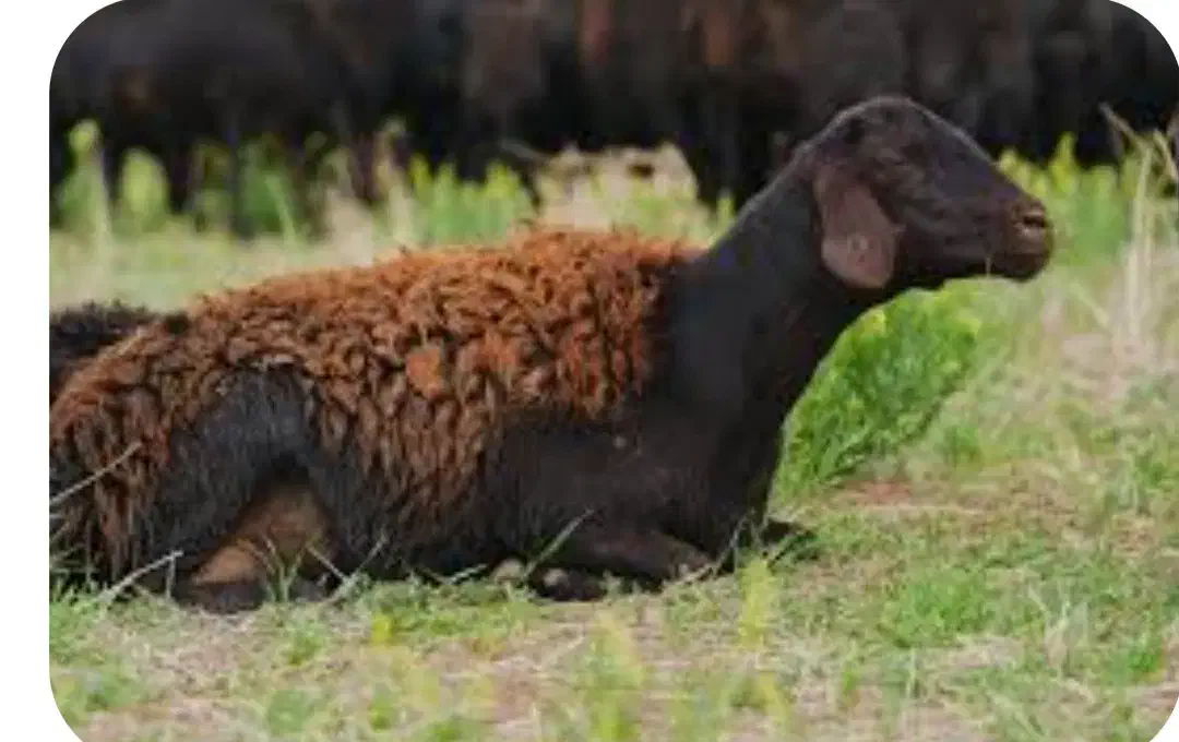 بره نر چاق|حیوانات مزرعه|بشاریات, |دیوار