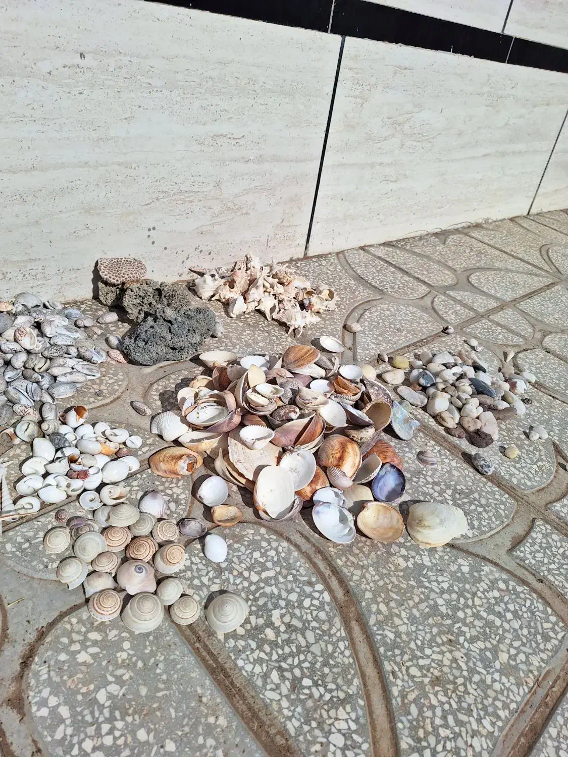 صدف دریایی|کلکسیون و سرگرمی|مشهد, تربیت (صدف)|دیوار