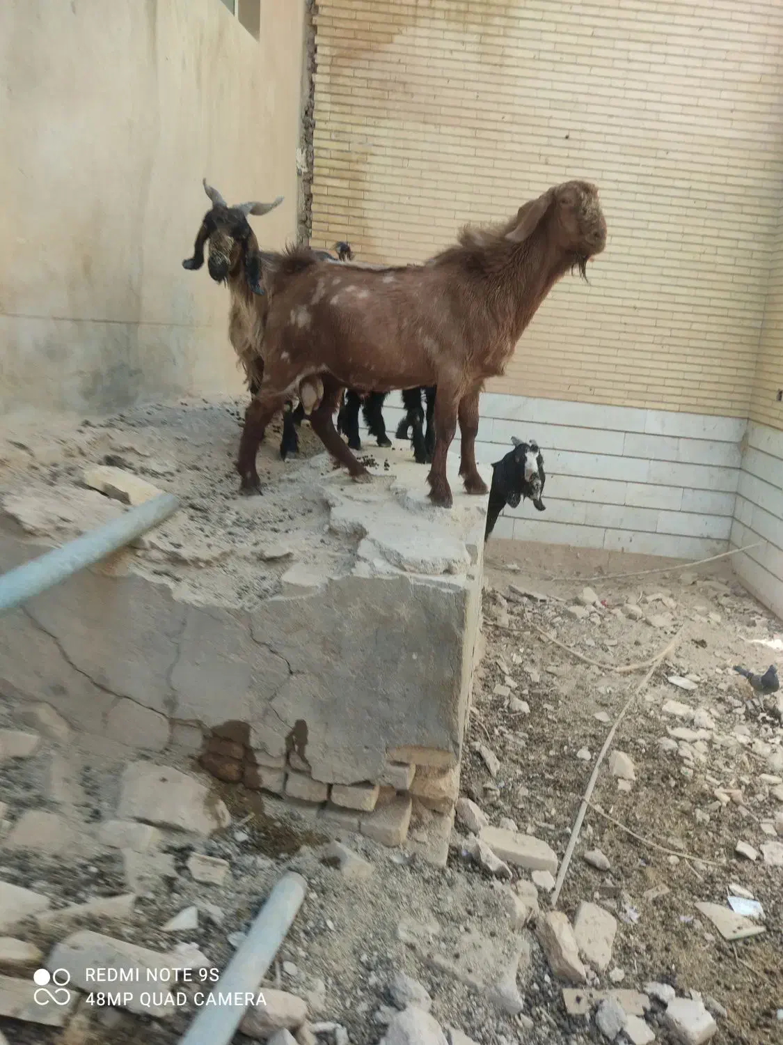 بز و کره و چپیش|حیوانات مزرعه|میبد, |دیوار