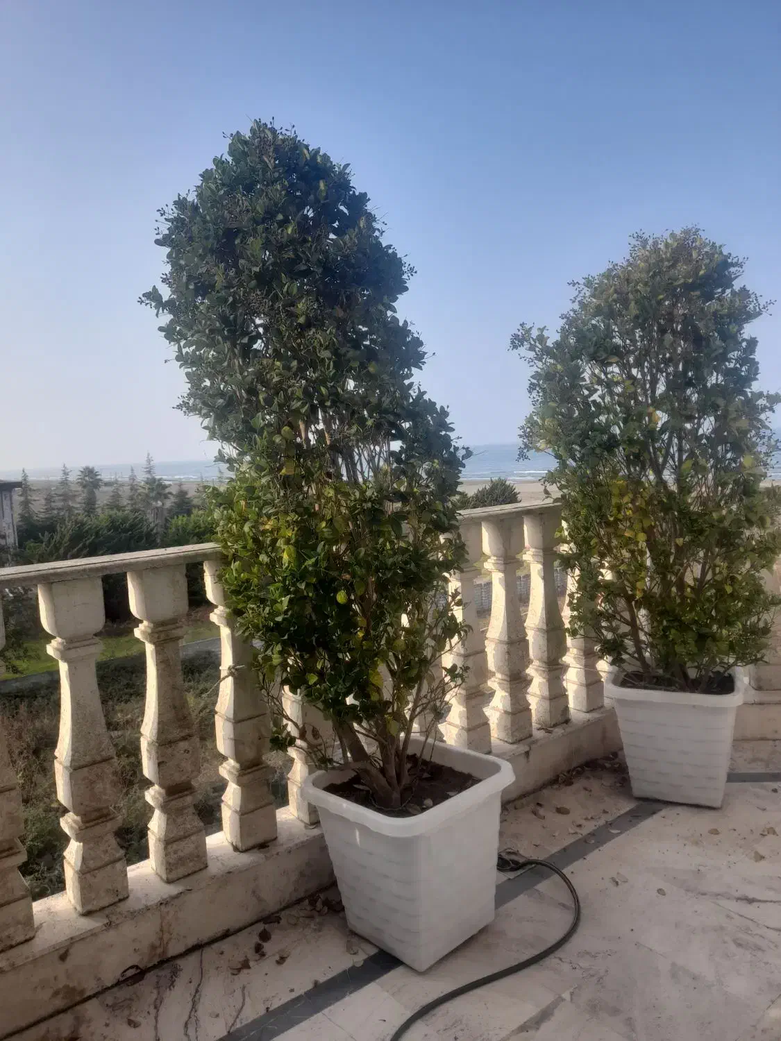 یاس هلندی  بزرگ با گلدون|گل و گیاه طبیعی|عباس‌آباد, |دیوار