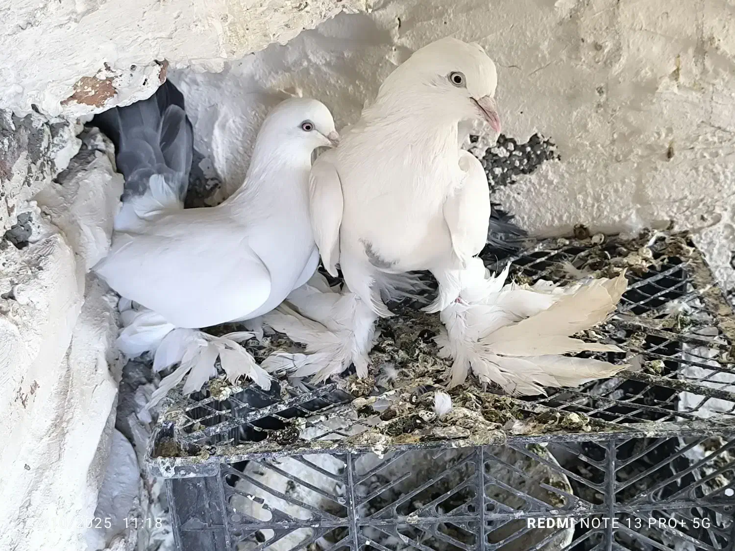 کبوتر کله ای و سبکیلی گوی گویروخ توحلی|پرنده|اسکو, |دیوار