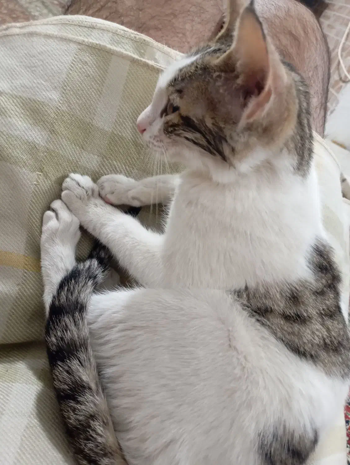 بچه گربه نر|گربه|گرگان, |دیوار