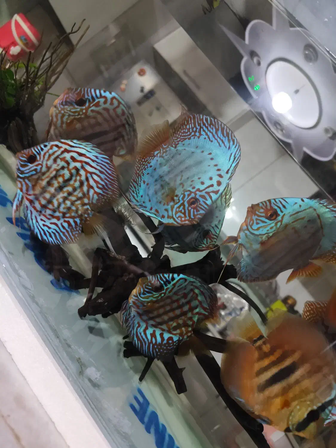 ماهی دیسکس|ماهی|کرمان, |دیوار