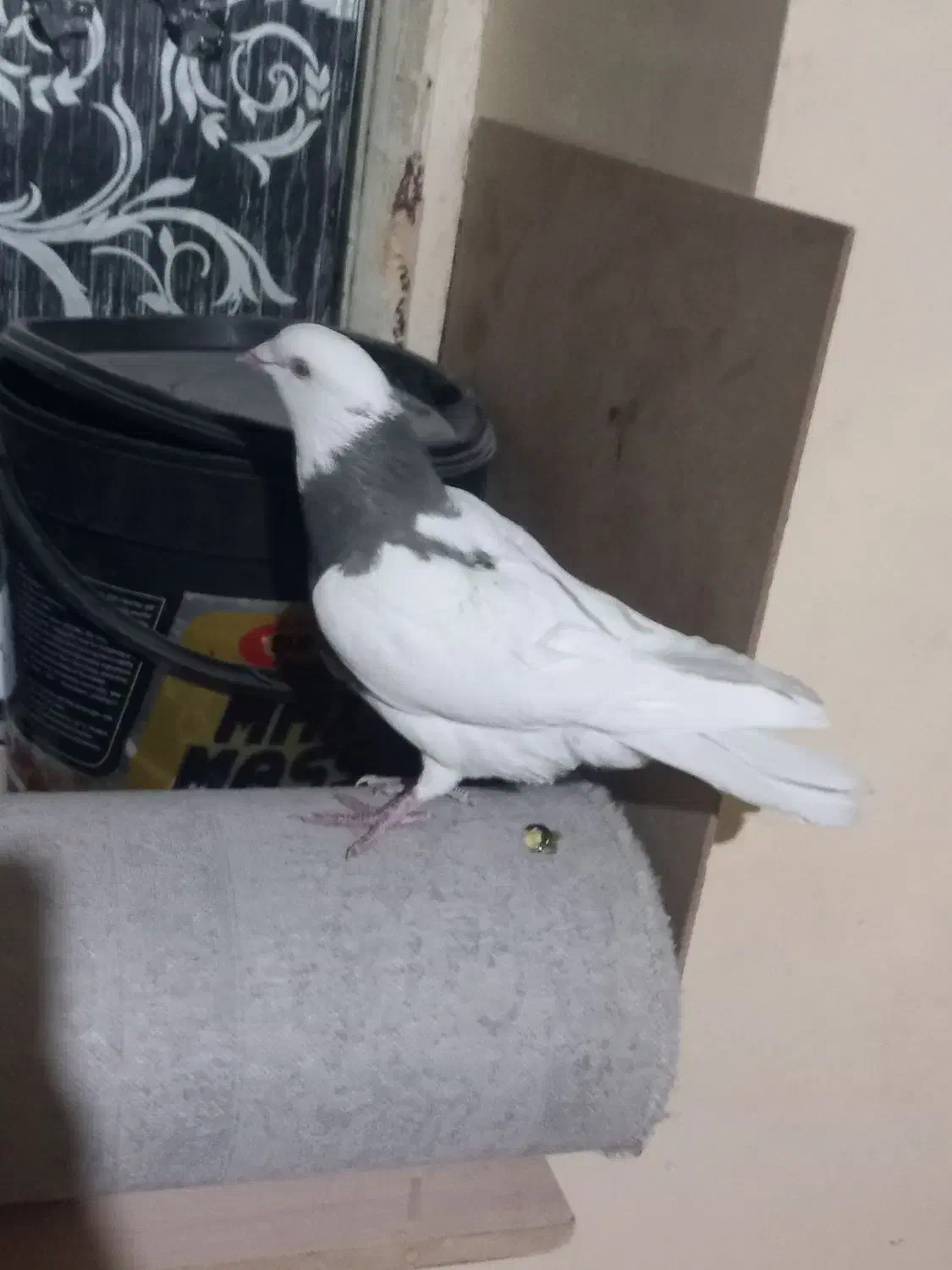 گوشی کفتر|موبایل|مسجد سلیمان, |دیوار