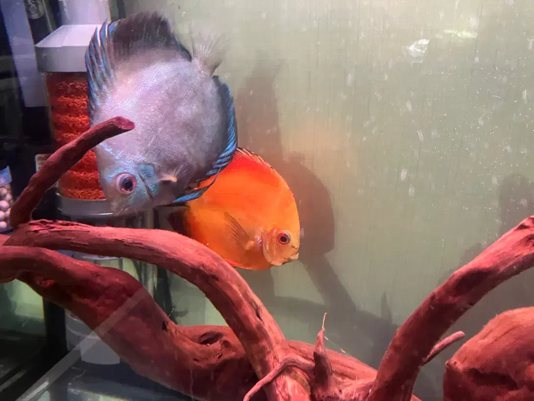 ماهی دیسکس|ماهی|سنندج, |دیوار