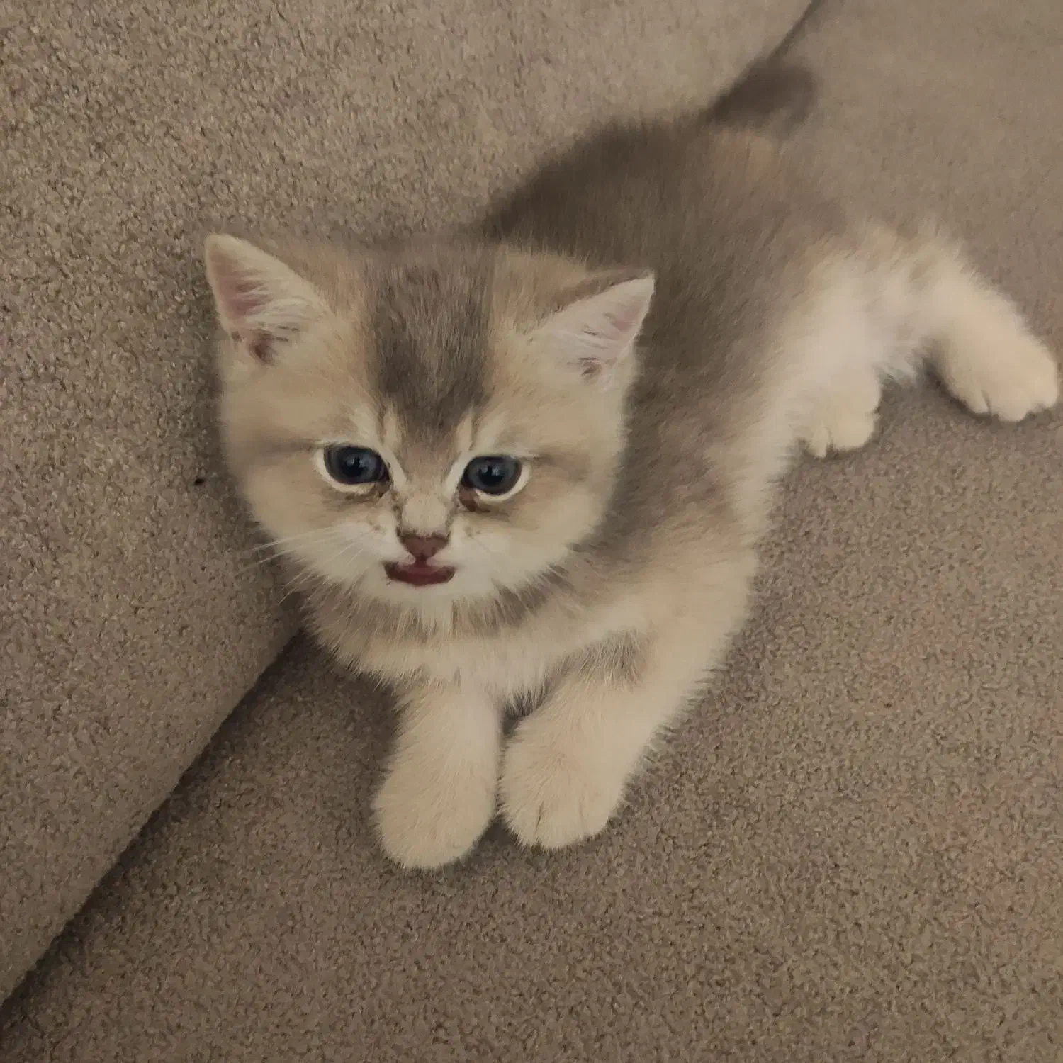 گربه|گربه|اهواز, شهرک برق|دیوار