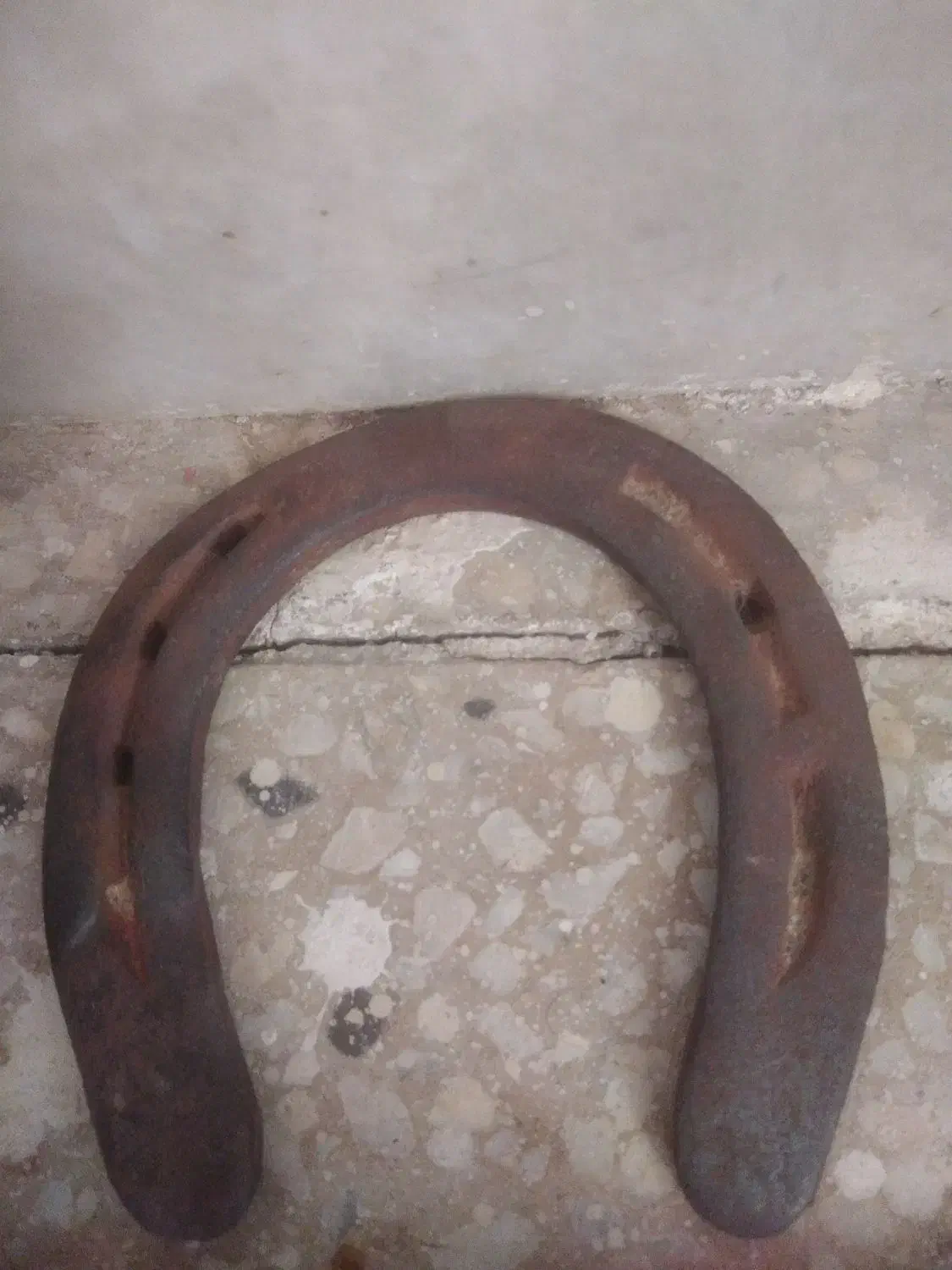 نهل اسب|اسب و تجهیزات اسبسواری|یزد, |دیوار