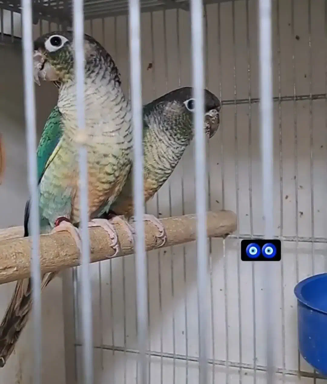 گیرنچیک مولد گرین چیک فروش کلی|پرنده|کرج, شاهینویلا|دیوار