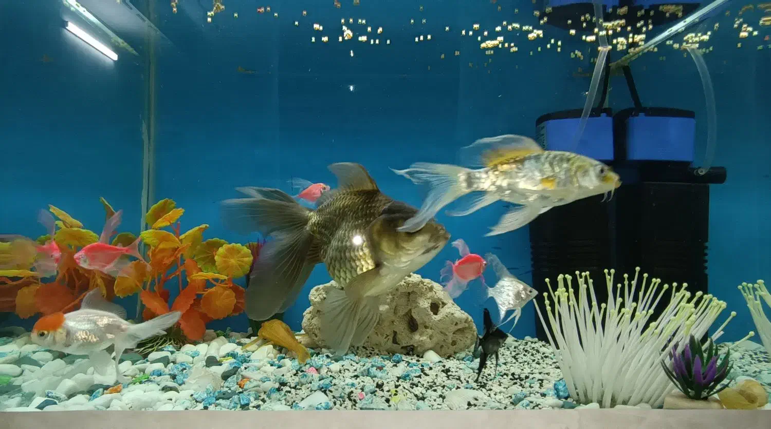 اکواریوم شیشه خم|ماهی|مشهد, امیر المومنین|دیوار