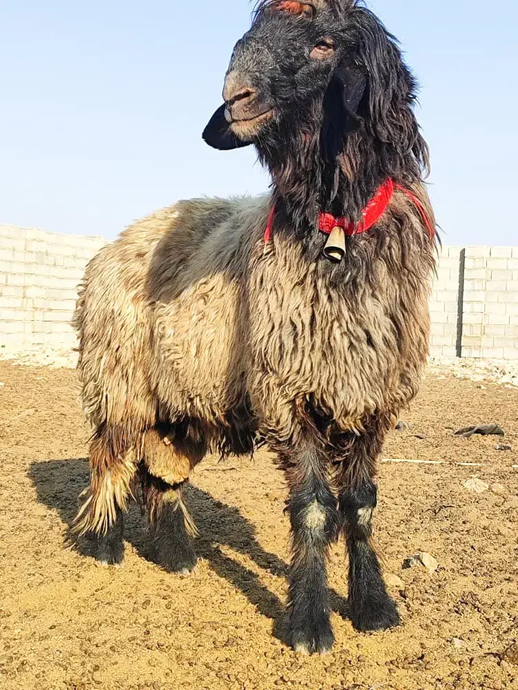 بره قوچی|حیوانات مزرعه|شیراز, گچی|دیوار