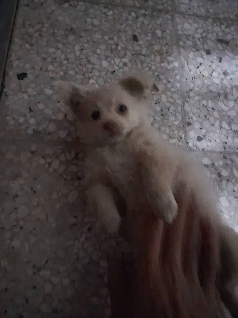 سگ پامر|سگ|خمینی‌شهر, |دیوار