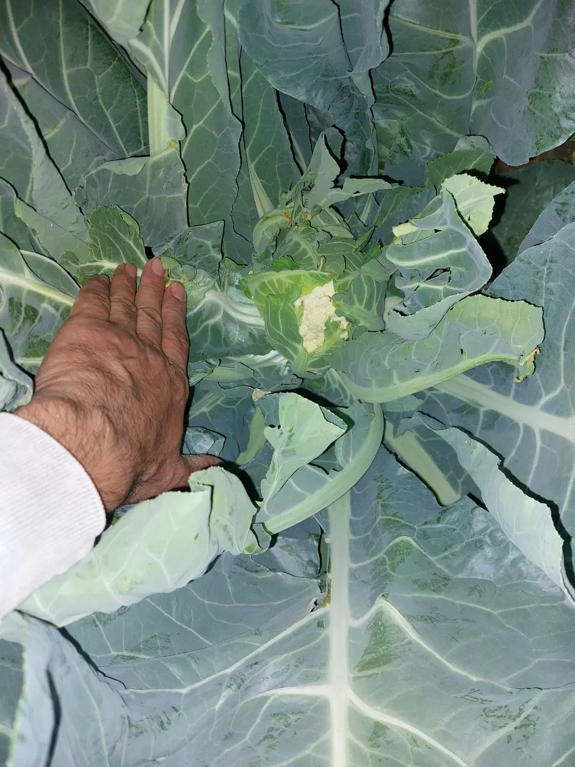 گل کلم|گل و گیاه طبیعی|فیروزآباد (فارس), |دیوار