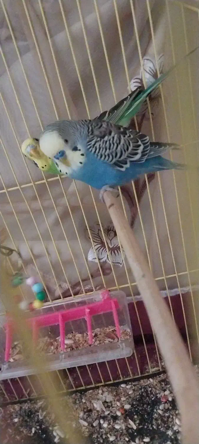 مرغ عشق های مولد و خریدار طوطی برزیلی و مینا و ع|پرنده|تبریز, |دیوار