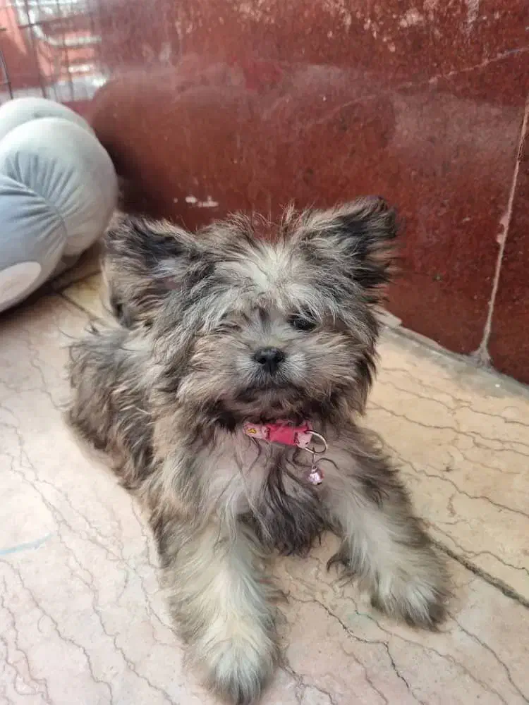 سگ یورک شایر ۶ ماهه|سگ|شهریار, شهریار|دیوار