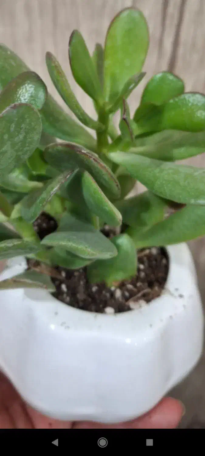 گل تنه درختی|گل و گیاه طبیعی|بروجرد, |دیوار