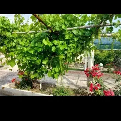 فروش آب کشاورزی گلمکان ..عیش آباد|خدمات باغبانی و درختکاری|چناران, |دیوار