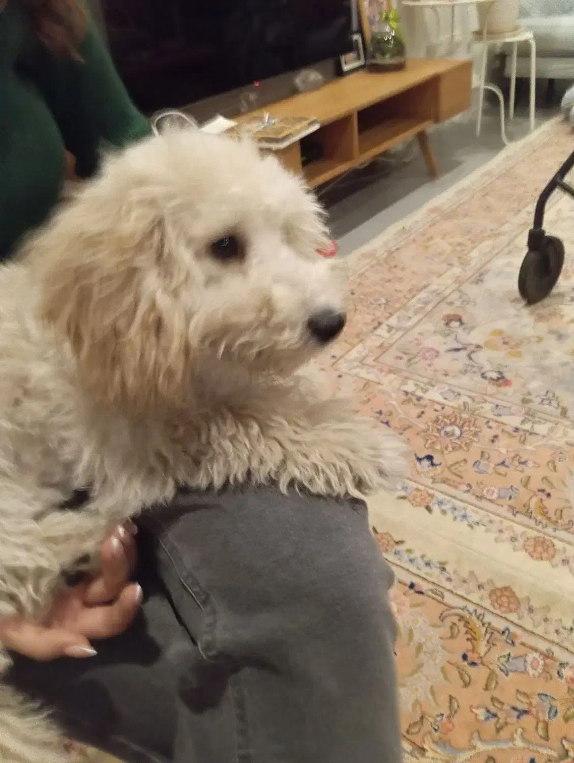 سگ نژاد پودل اصل|سگ|شیراز, ارم|دیوار