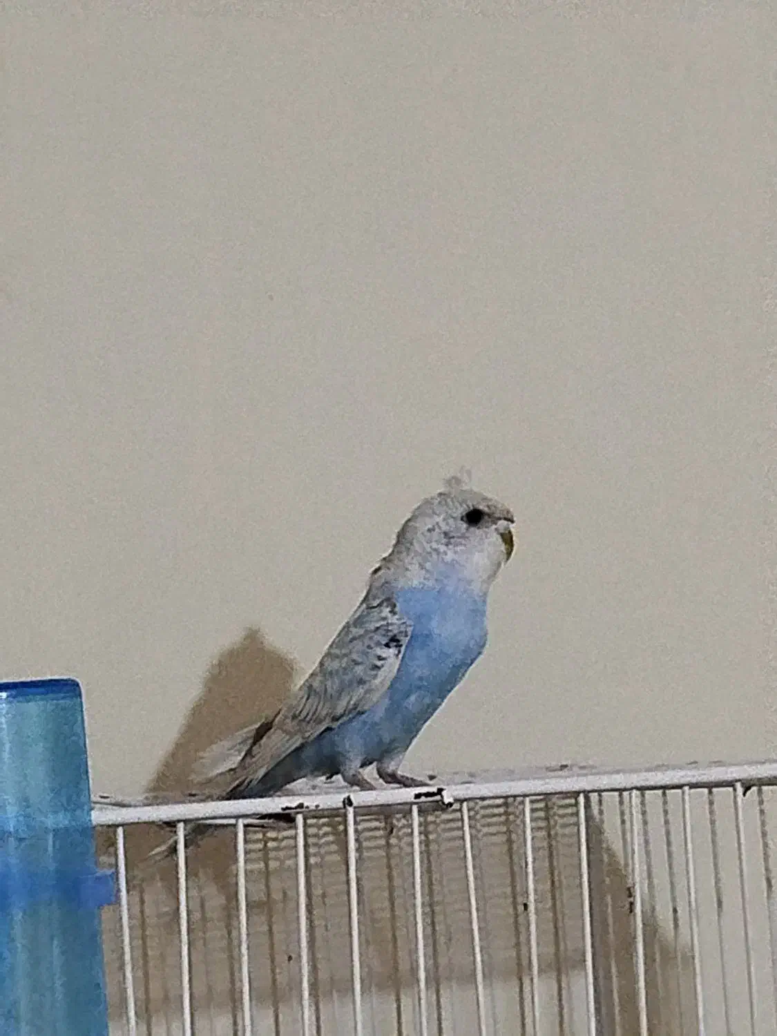 پرنده ها|پرنده|زاهدان, |دیوار