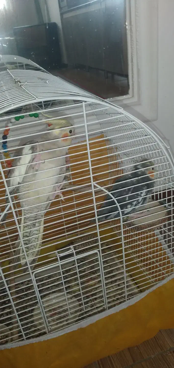 طوطی نرماده باجوجه|پرنده|رشت, معلولین|دیوار