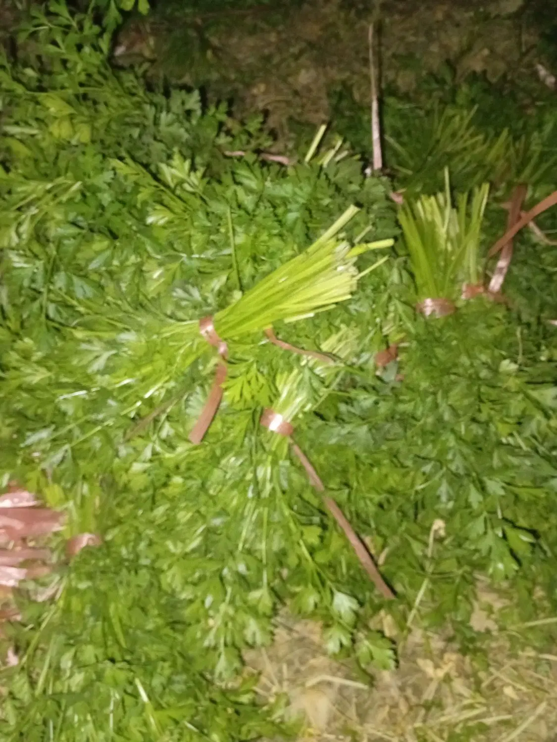 سبزی|خوردنی و آشامیدنی|فلاورجان, |دیوار