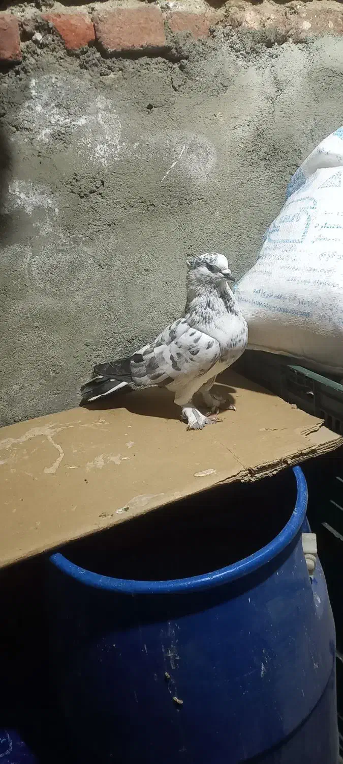 ۳۰۰|پرنده|نقده, |دیوار