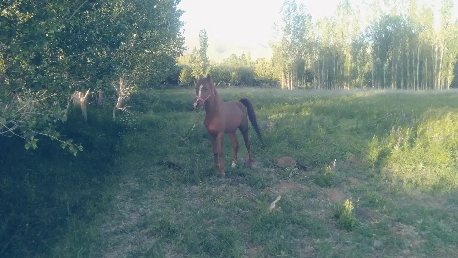 نژاد کرد|اسب و تجهیزات اسب‌سواری|خلخال, |دیوار