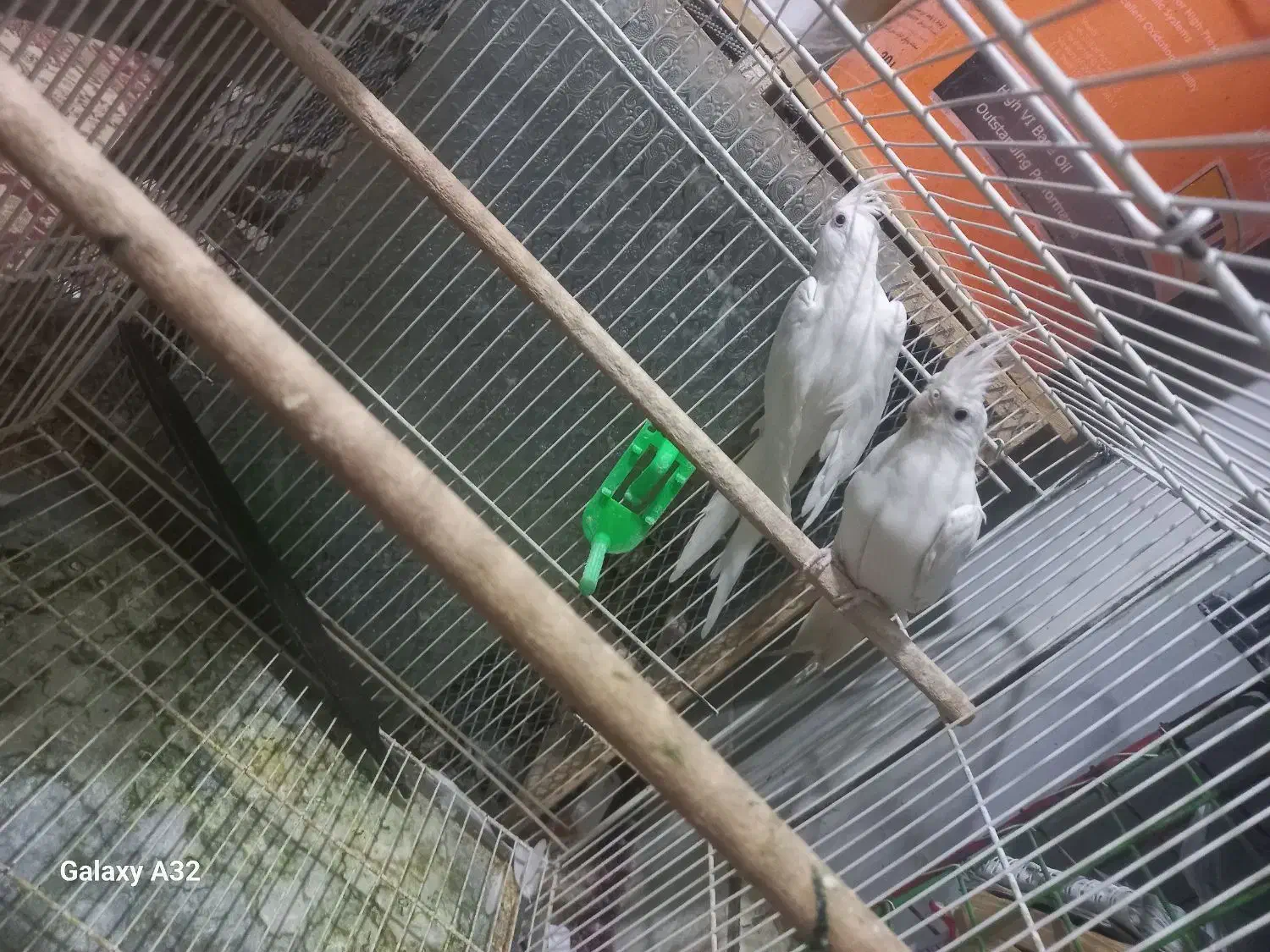 عروس هلندی|پرنده|زابل, |دیوار